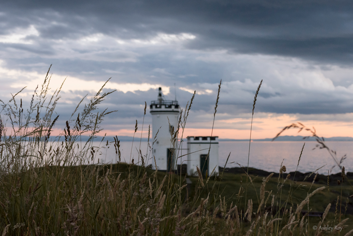 A landscape image of the lighthouse in Elie. The lighthouse is blurred in the background, with wheatgrass in the foreground partially obscuring the lighthouse.